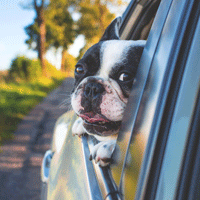 ダイハツ自動車アクセサリー：UVカットフィルム